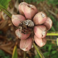 Musa velutina H.Wendl. & Drude